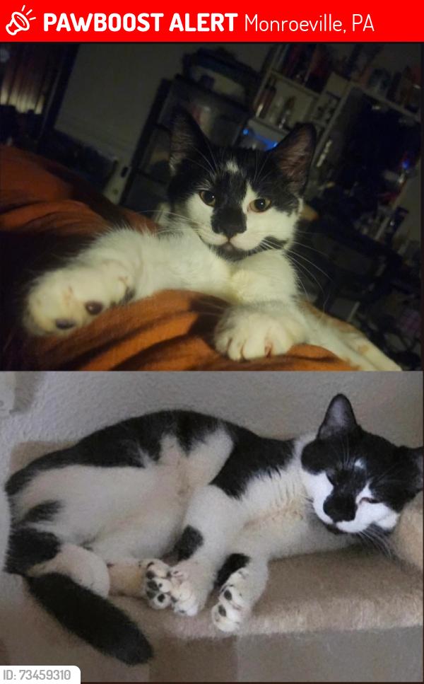 Lost Male Cat last seen Mount Pleasant and Patton Street, Monroeville, PA 15146
