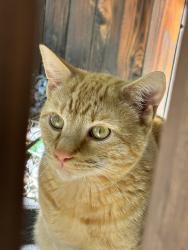 Found/Stray Male Cat last seen Horse Carriage, Colorado Springs, CO 80922