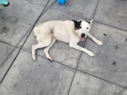 Found/Stray Male Dog last seen Alma Ave and Little Orchard, San Jose, CA 95110