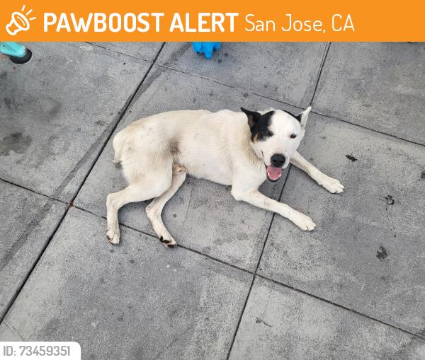 Found/Stray Male Dog last seen Alma Ave and Little Orchard, San Jose, CA 95110