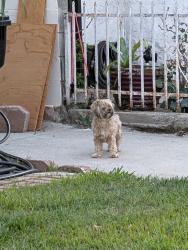 Reunited Unknown Dog last seen Arlington/ West 29th place, Los Angeles, CA 90018