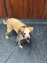 Lost Female Dog last seen 71st street & 3rd Ave, Brooklyn, NY 11209