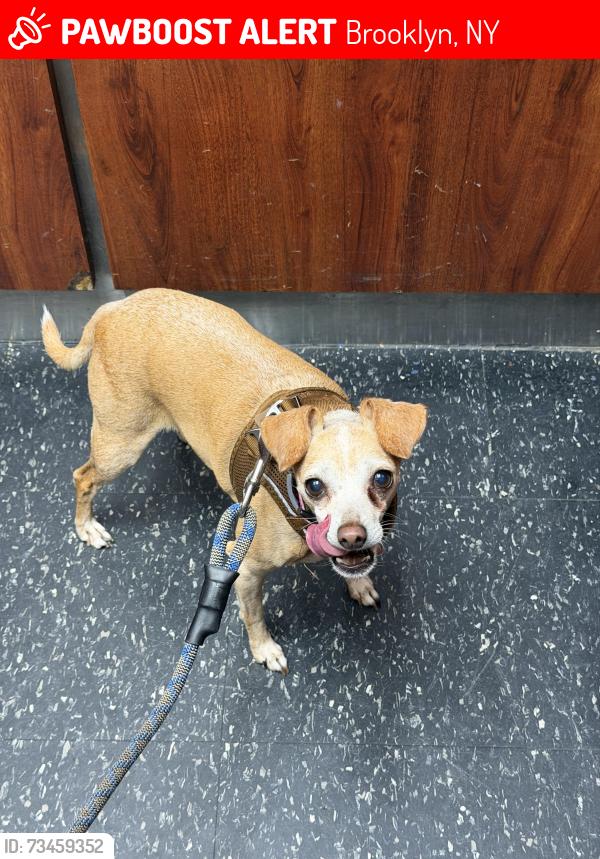 Lost Female Dog last seen 71st street & 3rd Ave, Brooklyn, NY 11209