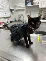 Shelter Stray Female Cat last seen Near W 144 Street, NEW YORK, NY, 10030, 326 E 110th St, New York, NY 10029, USA