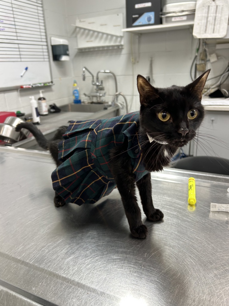 Shelter Stray Female Cat last seen Near W 144 Street, NEW YORK, NY, 10030, 326 E 110th St, New York, NY 10029, USA
