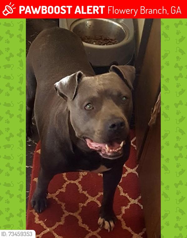 Lost Male Dog last seen Hwy 53, Flowery Branch, GA 30542