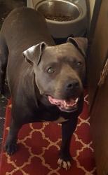 Lost Male Dog last seen Hwy 53, Flowery Branch, GA 30542