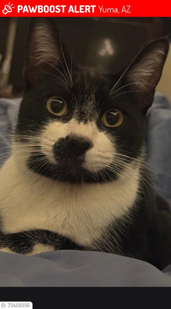 Lost Male Cat last seen By the apmts behind the library, Yuma, AZ 85364