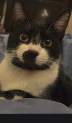 Lost Male Cat last seen By the apmts behind the library, Yuma, AZ 85364