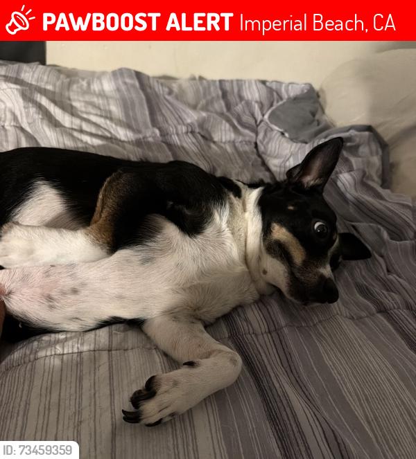Lost Female Dog last seen 15th st Imperial beach, Imperial Beach, CA 92154