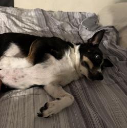 Lost Female Dog last seen 15th st Imperial beach, Imperial Beach, CA 92154