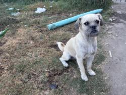 Lost Male Dog last seen Hooper y 75, Los Angeles, CA 90001