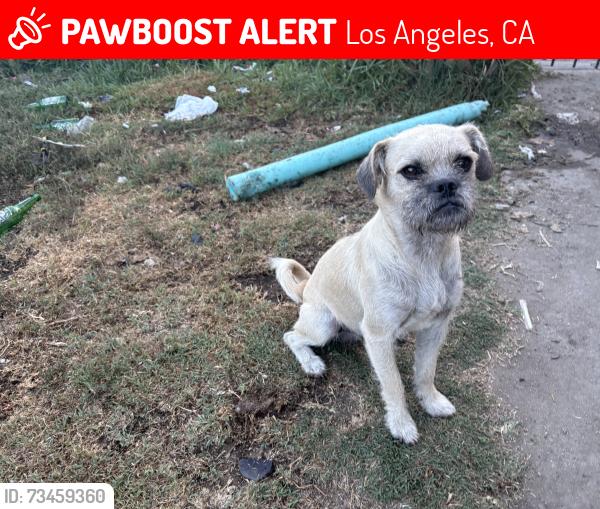 Lost Male Dog last seen Hooper y 75, Los Angeles, CA 90001