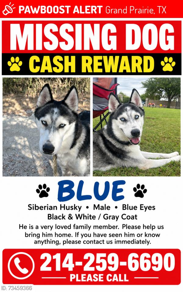Lost Male Dog last seen W pioneer pkwy and s belt line rd, Grand Prairie, TX 75052