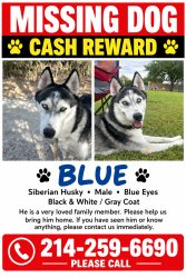 Lost Male Dog last seen W pioneer pkwy and s belt line rd, Grand Prairie, TX 75052