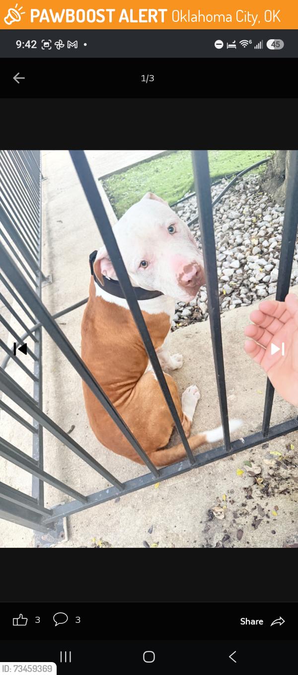 Found/Stray Male Dog last seen The Cottages at Hefner Road, Oklahoma City, OK 73114