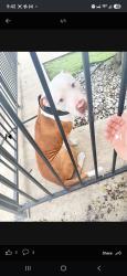 Found/Stray Male Dog last seen The Cottages at Hefner Road, Oklahoma City, OK 73114