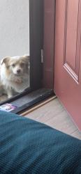 Reunited Male Dog last seen Morse high school, San Diego, CA 92114