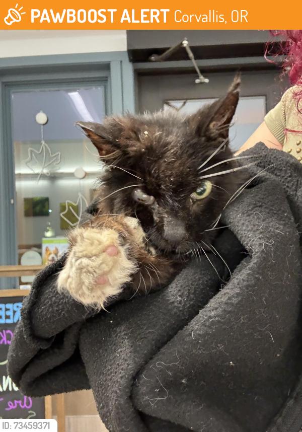 Found/Stray Unknown Cat last seen 10th street downtown area, Corvallis, OR 97330