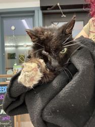 Found/Stray Unknown Cat last seen 10th street downtown area, Corvallis, OR 97330
