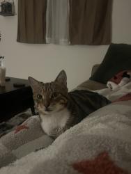 Found/Stray Male Cat last seen Aviara East Pompano apmts, Pompano Beach, FL 33060