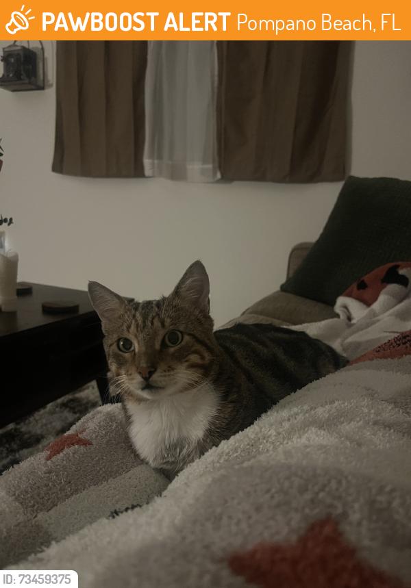 Found/Stray Male Cat last seen Aviara East Pompano apmts, Pompano Beach, FL 33060