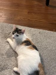 Reunited Female Cat last seen Hawthorne Lakes apmts, Columbus, OH 43228