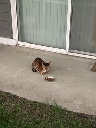 Found/Stray Unknown Cat last seen Honeytree boulevard, Canton Township, MI 48187