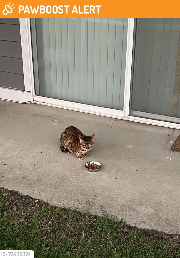 Found/Stray Unknown Cat last seen Honeytree boulevard, Canton Township, MI 48187