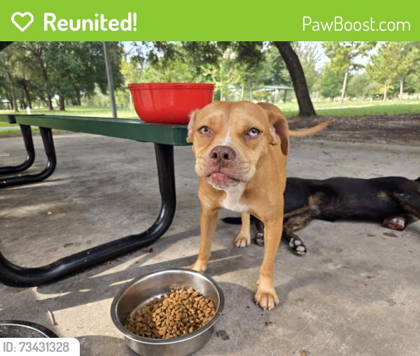 Reunited Unknown Dog last seen Reginald Moore Community Park, Houston, TX 77083