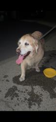 Reunited Unknown Dog last seen Near Hygeia Ave, Encinitas, CA 92024, USA, Encinitas, CA 92024