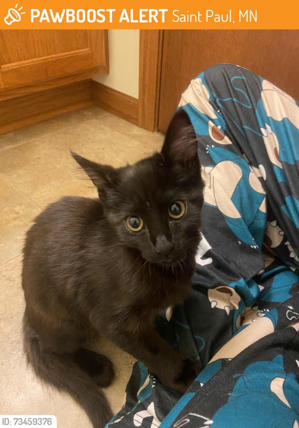 Found/Stray Unknown Cat last seen Lake Phalen, cub foods, Maryland ave, Clarence st., Saint Paul, MN 55106