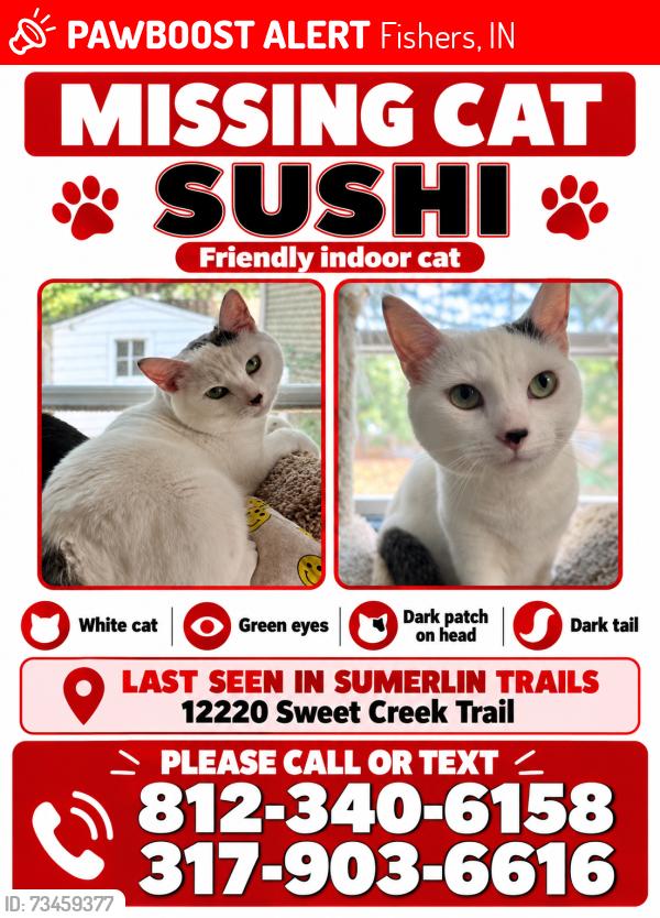 Lost Male Cat last seen Sumerlin trails neighbor, Fishers, IN 46037