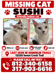 Lost Male Cat last seen Sumerlin trails neighbor, Fishers, IN 46037