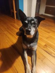 Lost Male Dog last seen Warren ave and Mitchell, Tucson, AZ 85719