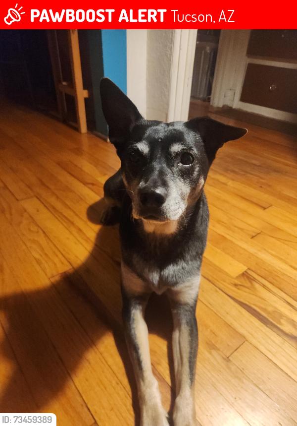 Lost Male Dog last seen Warren ave and Mitchell, Tucson, AZ 85719