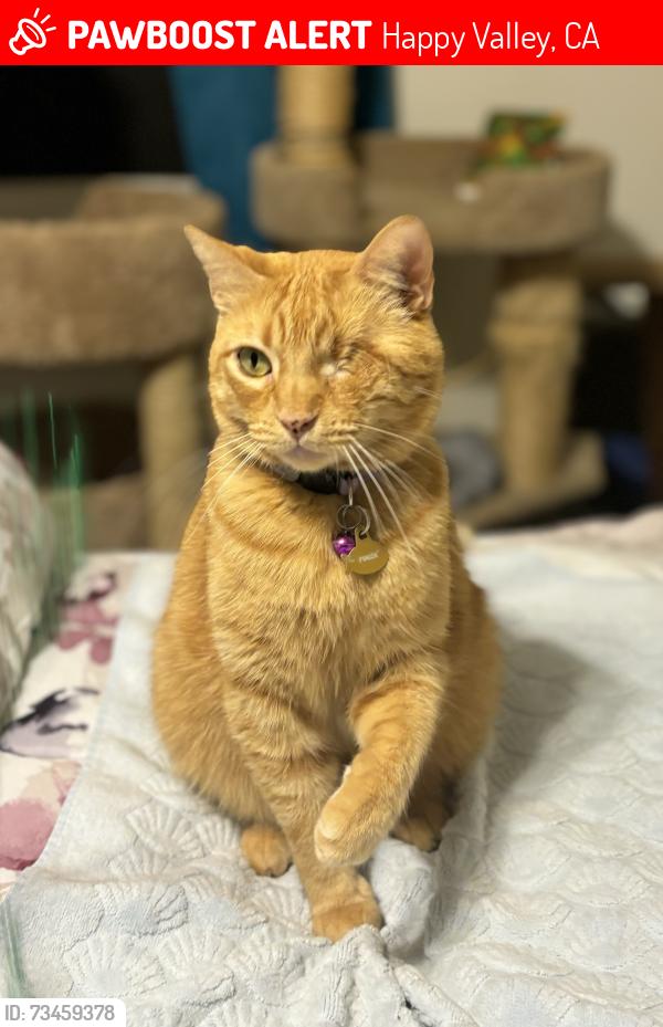Lost Male Cat last seen Odessa Way/Happy Valley Rd., Happy Valley, CA 96007