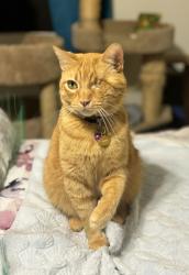 Lost Male Cat last seen Odessa Way/Happy Valley Rd., Happy Valley, CA 96007