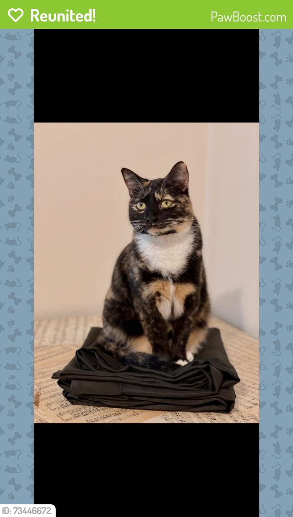 Reunited Female Cat last seen Broad Street Carrollton Ga, Carrollton, GA 30117
