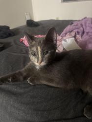 Found/Stray Unknown Cat last seen Daily and Galbraith, Cincinnati, OH 45231