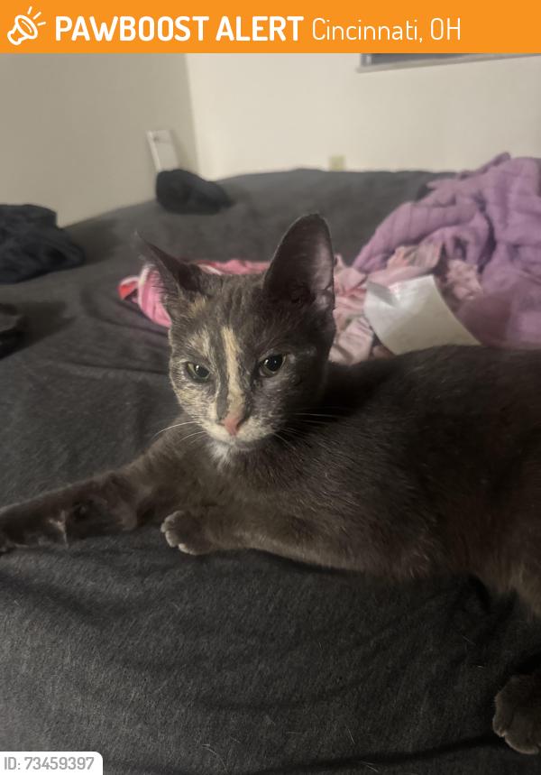 Found/Stray Unknown Cat last seen Daily and Galbraith, Cincinnati, OH 45231