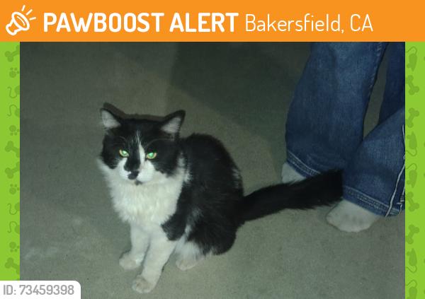 Found/Stray Unknown Cat last seen Planz and akers, Bakersfield, CA 93309