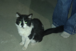 Found/Stray Unknown Cat last seen Planz and akers, Bakersfield, CA 93309
