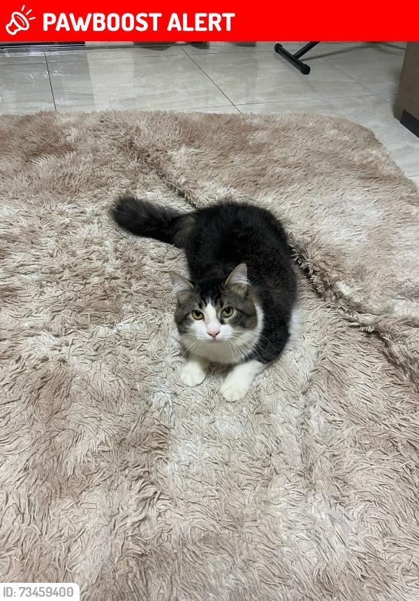 Lost Male Cat last seen Rua Vagner de Araújo, Jardim Sao Francisco, SP 08390-323