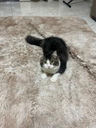 Lost Male Cat last seen Rua Vagner de Araújo, Jardim Sao Francisco, SP 08390-323