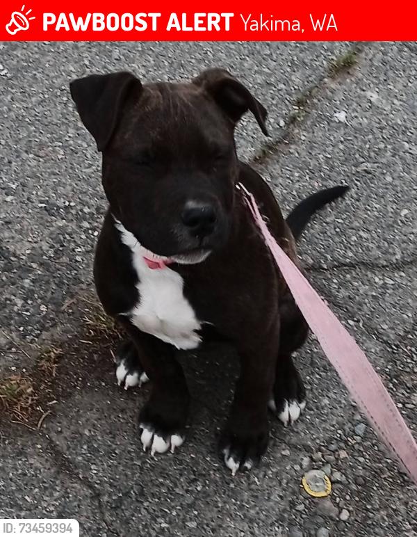Lost Female Dog last seen McClaren st and 3100 Goodman Rd, Yakima, Yakima, WA 98902