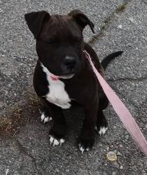 Lost Female Dog last seen McClaren st and 3100 Goodman Rd, Yakima, Yakima, WA 98902