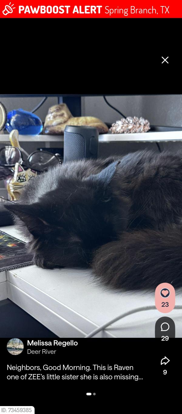 Lost Female Cat last seen Caribou, Spring Branch, TX 78070