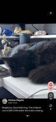 Lost Female Cat last seen Caribou, Spring Branch, TX 78070