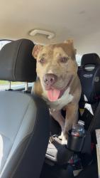 Lost Male Dog last seen Williams ditch rd, Cantonment, FL 32533